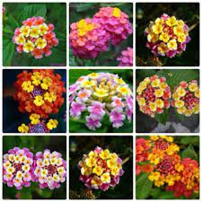 [Gói 150 hạt] Hạt Giống Hoa Ngũ Sắc F1 Hoa Nở Siêu Đẹp