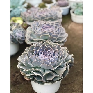 Chậu cải tím Đà Lạt thuần 22-25cm