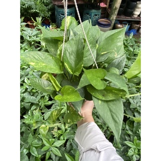 cây trầu bà giống ( trồng đất hoặc nước) bao khoẻ đẹp giao ảnh 2