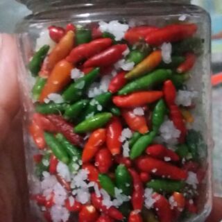 Ớt gió ( ớt cứt chuột)