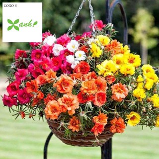 Hạt giống hoa mười giờ kép Mỹ