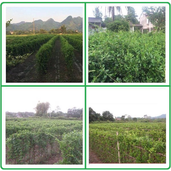 [𝐋𝐀́ 𝐓𝐎/𝐆𝐀𝐂𝐏-𝐖𝐇𝐎] Dây thìa canh loại đặc biệt - 𝐆𝐨́𝐢 𝟏𝟎𝟎 𝐠𝐚𝐦 - 70% dây thìa canh lá to - Ổn định đường huyết -DK Natura | BigBuy360 - bigbuy360.vn