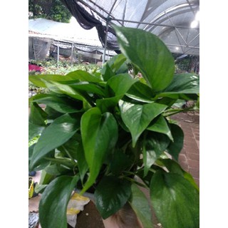 Cây Trầu Bà Xanh-Mang  May mắn, Thành Đạt, Bình An