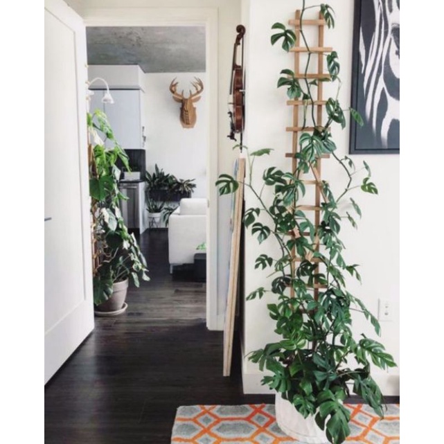 Chậu cứng Monstera mini