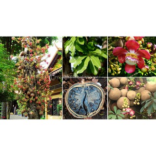 CÂY SALA ( CÂY NGỌC KỲ LÂN , CÂY ĐẦU LÂN ) GIỐNG
