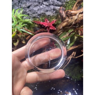 Cốc đựng thức ăn cho tép ViV