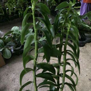 Hoa phong lan trầm rồng đỏ