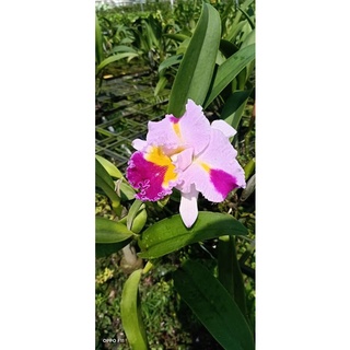 Lan Cattleya chậu lớn đang nụ