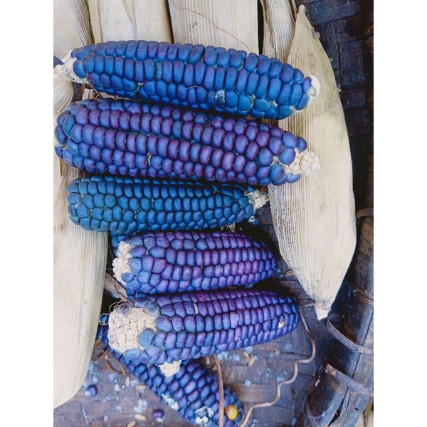 1kg giống ngô nếp tím mini siêu trái