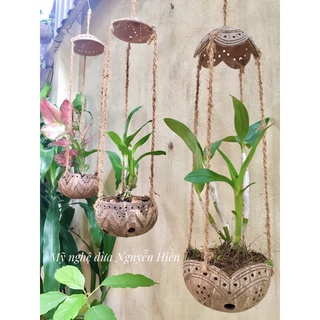 Chậu Gáo Dừa Trồng Lan Giá Rẻ