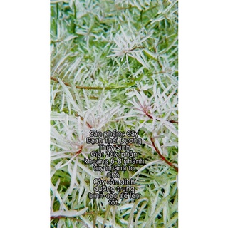 1 PHẦN CÂY BẠCH THÁI DƯƠNG THỦY SINH