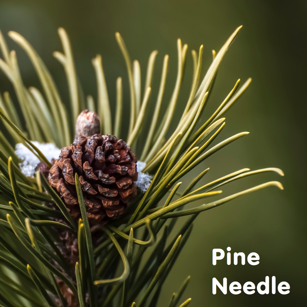 Tinh dầu Thông Pine Needle Essential Oil (Scot Pine)