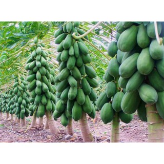 5h Hạt Giống Đu Đủ Lùn Ruột Đỏ Trái Lớn (Carica papaya)