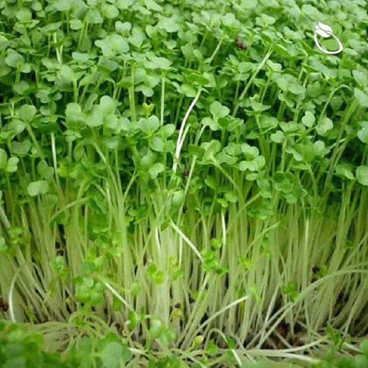 Hạt Giống Rau Mầm Đậu Hà Lan Phú Nông - Gói 50g - Green Peas Sprouts