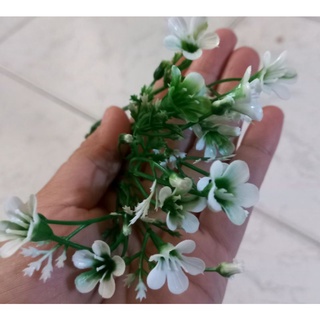 100g cỏ điểm