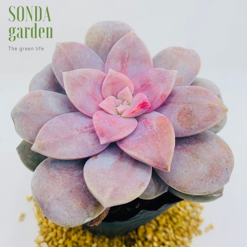 Sen đá dĩa hồng SONDA GARDEN size bé 5-8cm, xuất xứ Đà Lạt, khoẻ đẹp, lỗi 1 đổi 1