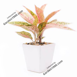 Cây cung điện vàng (Cây thịnh vượng) - Cây cảnh để bàn