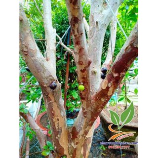 Nho thân gỗ tứ quý