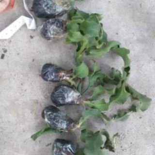 Hoa Nhật Quỳnh Xoắn
