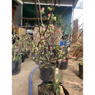 Cây Hoa Mai Đỏ Lớn Siêu Đẹp