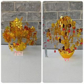 Combo 5 cây kim tiền nhí, 5 dây đèn chớp