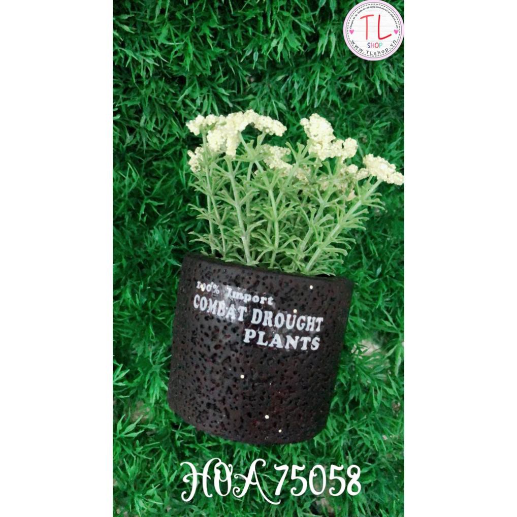 Chậu hoa bi vàng xinh xắn