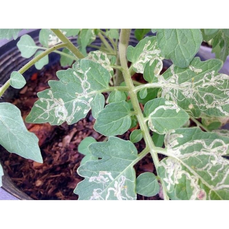 Chế phẩm đặc trị sâu vẽ bùa NEWSGARD 75WP  cho mọi cây trồng