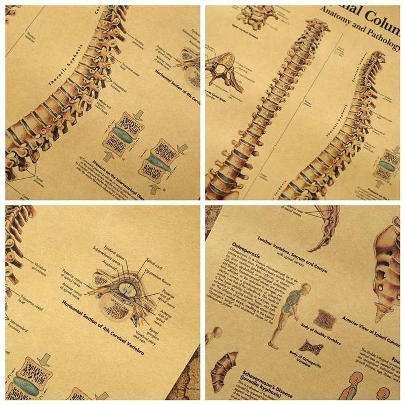 Tmdbyx Tấm Áp Phích Vải Canvas Treo Tường In Hình Giải Phẫu Học Cơ Thể Người