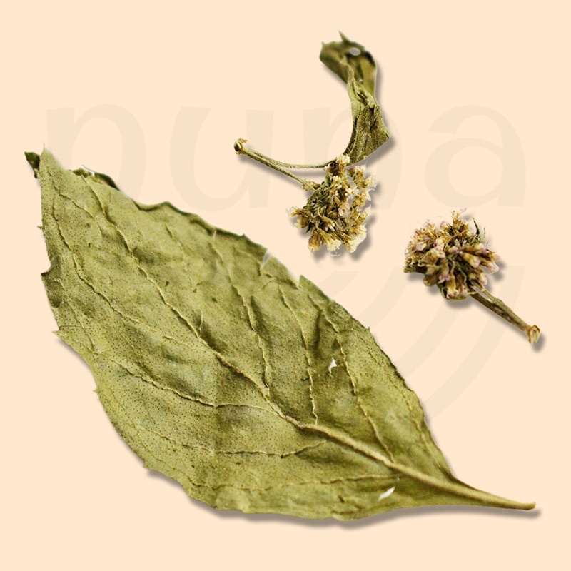[TẶNG Hũ Cam Sấy].Mua 2 hộp Bạc Hà Nuna 20G với giá không đổi - TẶNG cam sấy, thức uống detox, hỗ trợ thư giãn, tỉnh táo