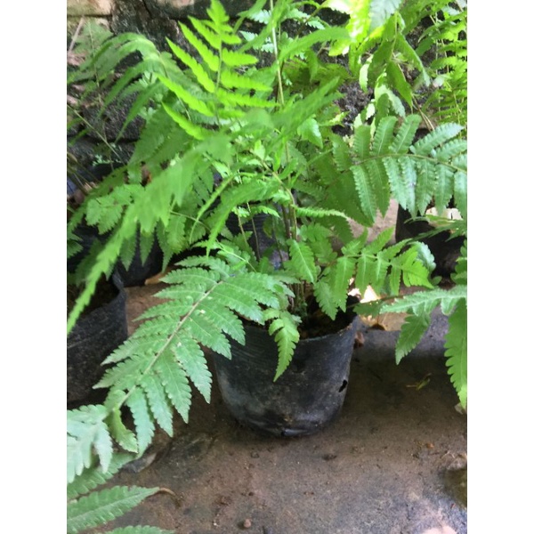 Cây dương xỉ cây như hình- cây phong thủy tốt