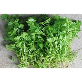 100g Hạt Giống Rau Mùi (ngò Rí) Chịu Nhiệt Năng Suất Cao