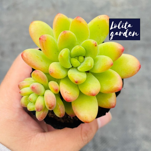 Sen đá sỏi thiên thanh xanh Đà Lạt size bé cây cảnh trang trí nhà cửa Lolita garden