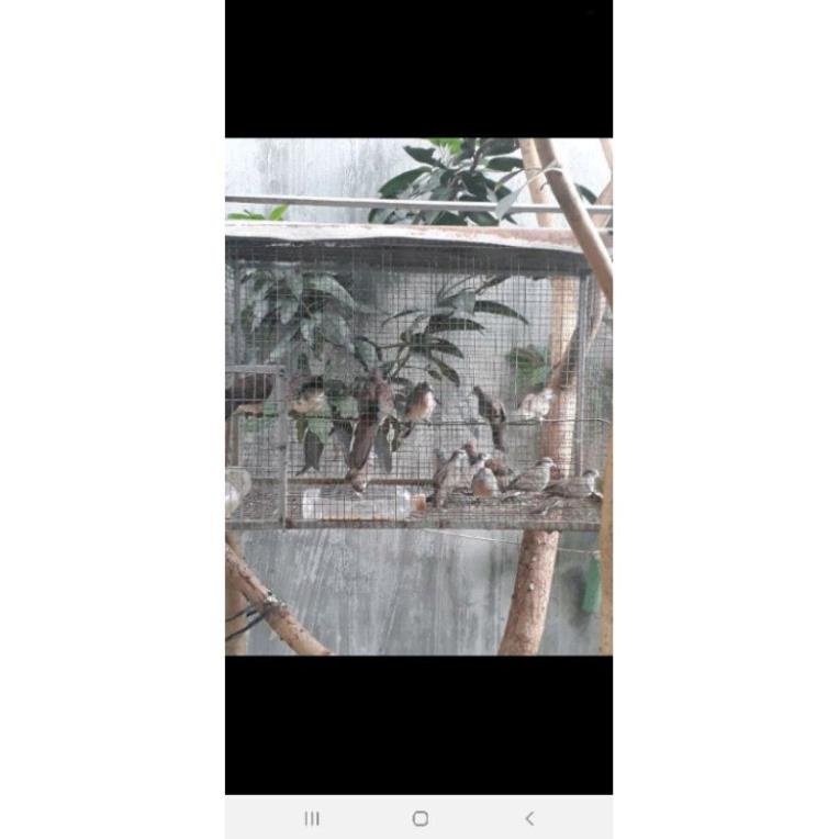 Lưới bẫy chim dài 50m cao 5m mắt 6cm