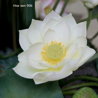 Set hoa sen trắng( ko gồm bình)