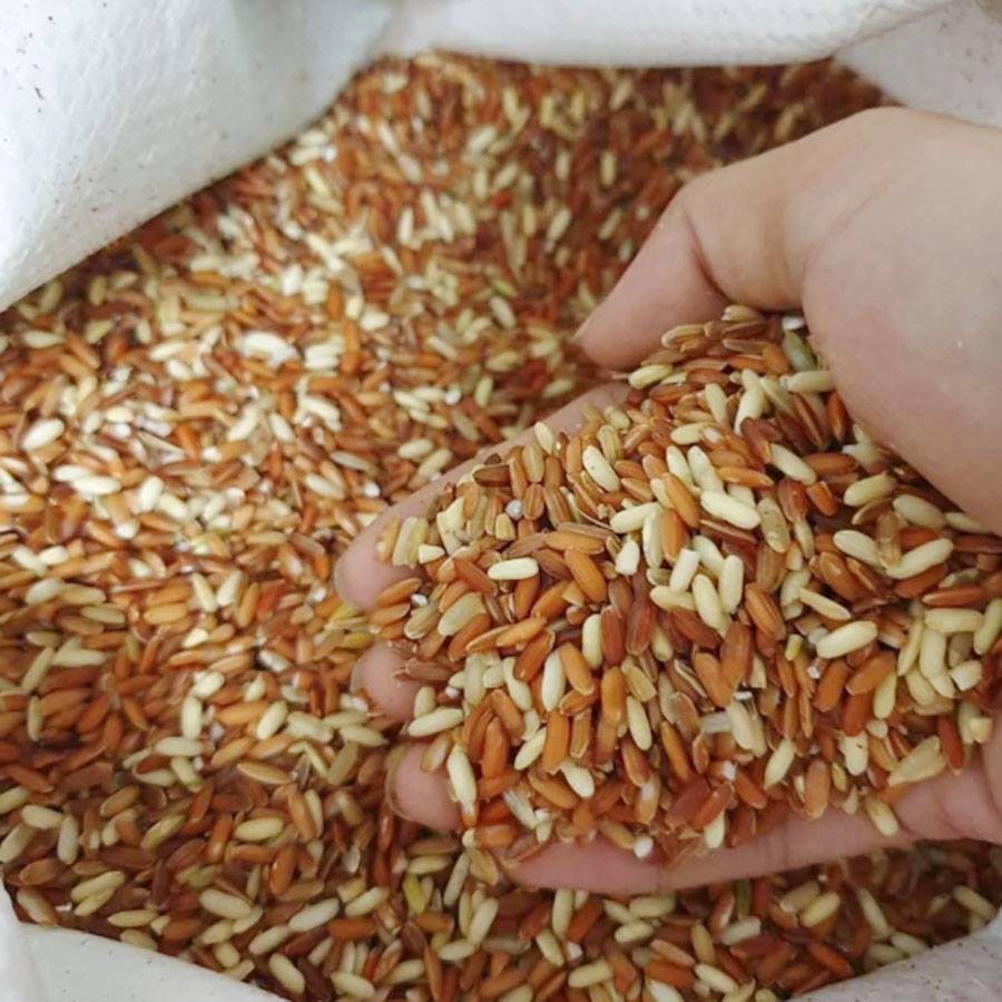 Gạo Lứt đỏ Điện Biên - Loại mềm, dẻo - Túi hút chân không - không chất bảo quản