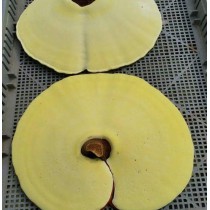 TÚI 1KG NẤM LINH CHI CAO CẤP HÀN QUỐC MÀU VÀNG CHANH | BigBuy360 - bigbuy360.vn