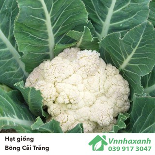Hạt Giống Bông Cải Trắng - Tự Cuộn Lá SnowBall (Brassica oleracea)