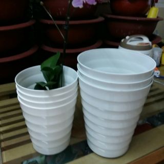 10 Siêu phẩm TRỒNG cây hoa giá khuyến mãi rộng 25cm cao 30cm