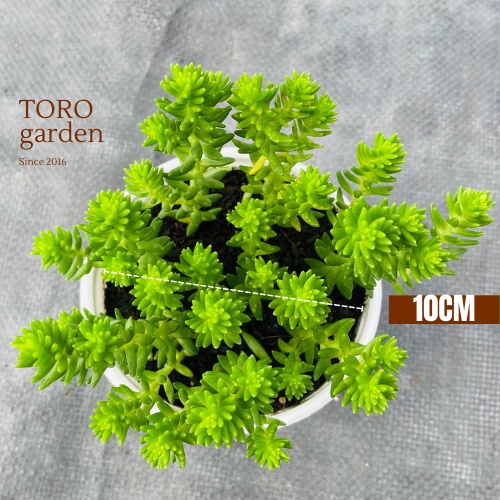 Sen đá sedum rong biển Đà Lạt size trung bình cây cảnh trang trí nhà cửa Toro garden