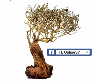 Lũa bonsai đồng giá 89K