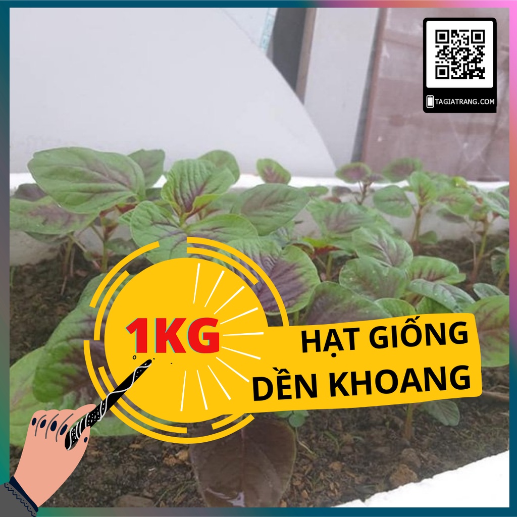1KG - Hạt giống rau dền khoang cao sản