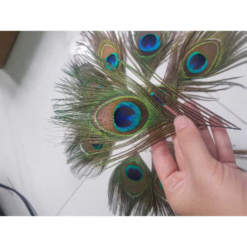Lông công phong thủy 20_30cm mắt lớn