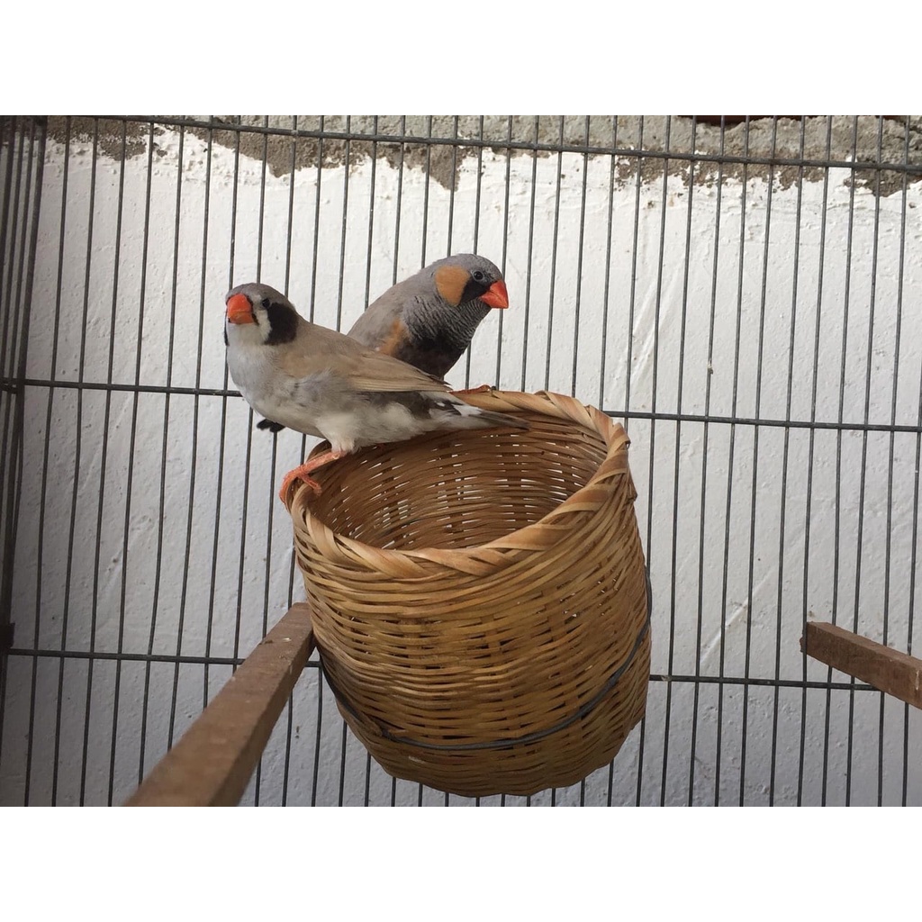 Tổ tre đẻ cho chim manh manh, sắc nhật,..