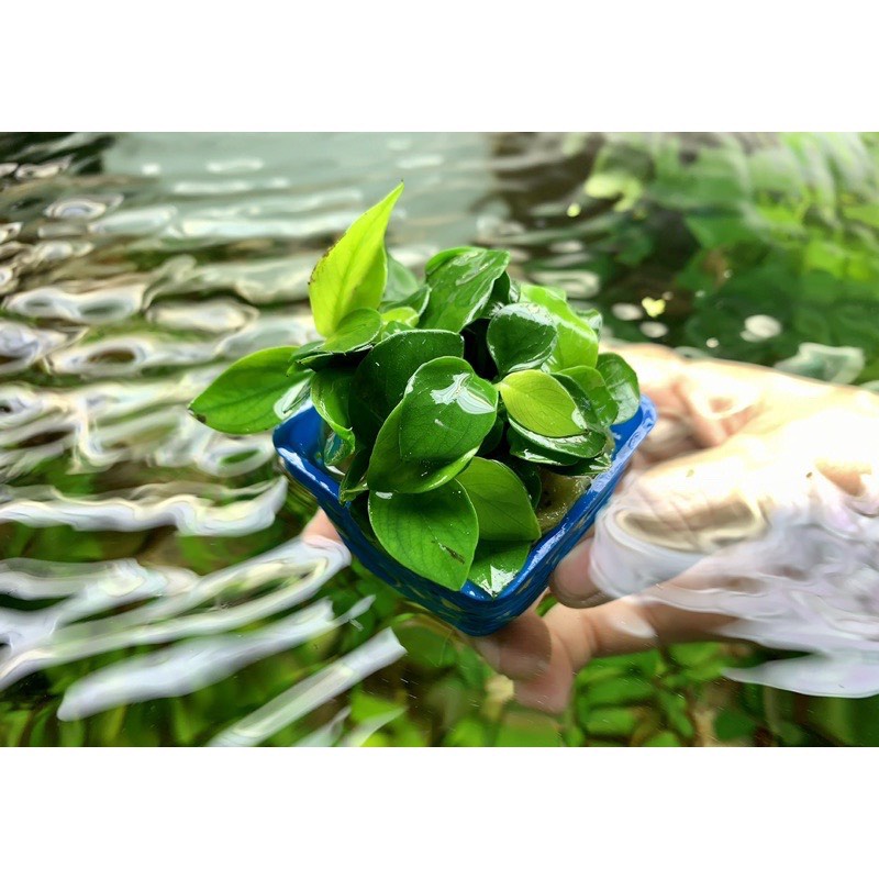 RÁY NANA TRUNG QUỐC - RÁY LÁ NHỎ