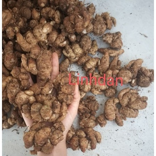Củ địa liền, địa liền, xá khiếng 1kg tươi 75k