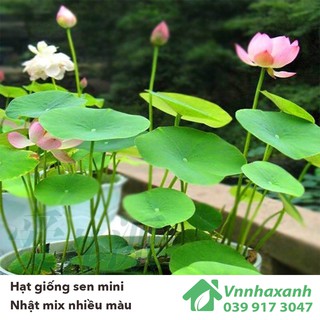 Hạt Giống Sen Nhật Mini mix - Nhiều Màu