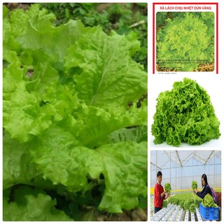 Gói 10g hạt giống xà lách Dún Vàng cao sản