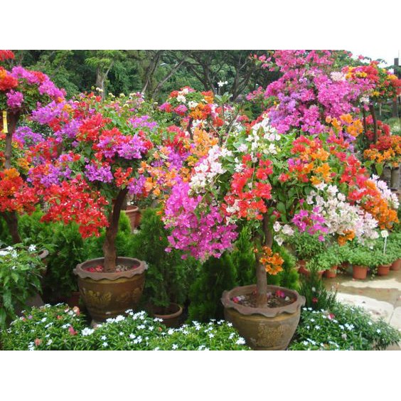 CÂY GIỐNG HOA GIẤY NHIỀU MÀU