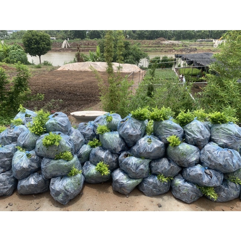 Cây chuỗi ngọc hàng công trình