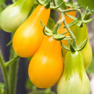 HẠT GIỐNG CÀ CHUA BI LÊ VÀNG
